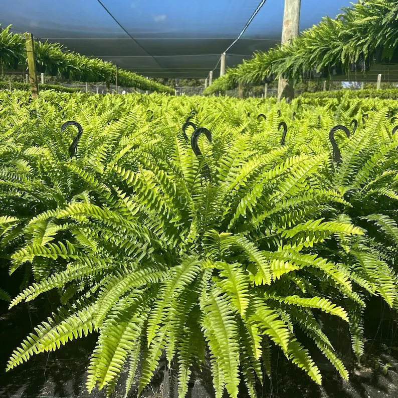 🌱 UV-beständig, naturtrogen konstgjord bostonfarn