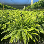 🌱 UV-beständig, naturtrogen konstgjord bostonfarn
