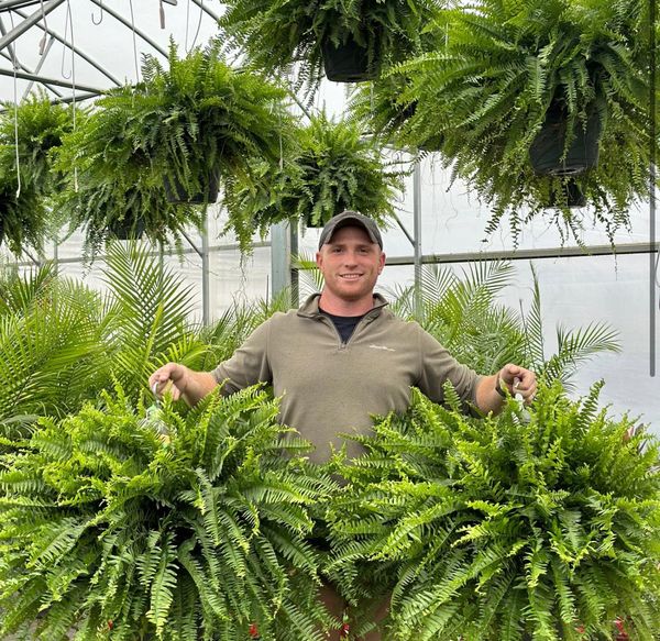 🌱 UV-beständig, naturtrogen konstgjord bostonfarn